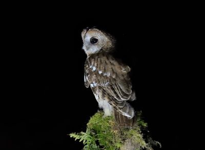 Tawny Owl