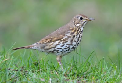 Song Thrush