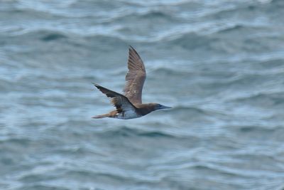 Brown Booby