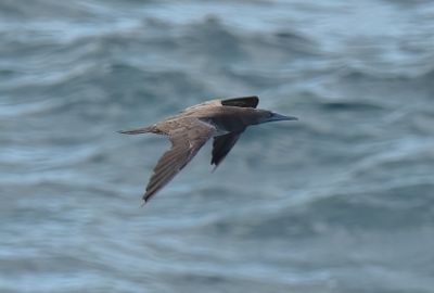 Brown Booby
