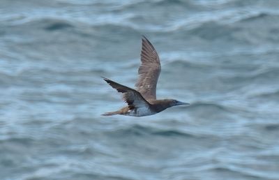 Brown Booby