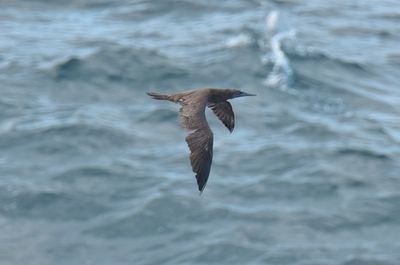 Brown Booby