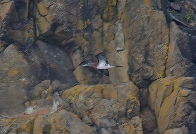 Brown Booby