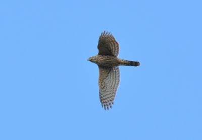 Goshawk