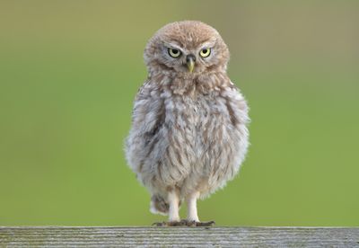 Little Owl