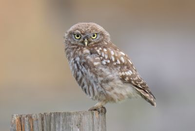 Little Owl