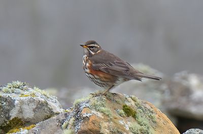 Redwing