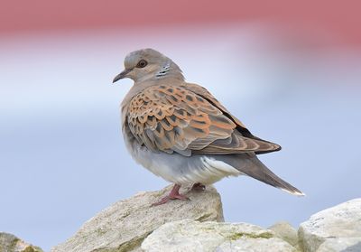 Turtle Dove