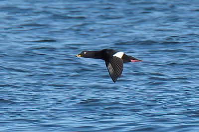 VELVET SCOTER