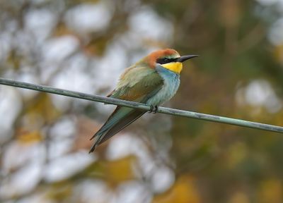 Bee-eater