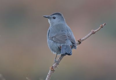 Grey Catbird