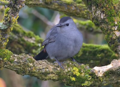 Grey Catbird