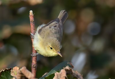 Melodious Warbler
