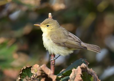 MELODIOUS WARBLER