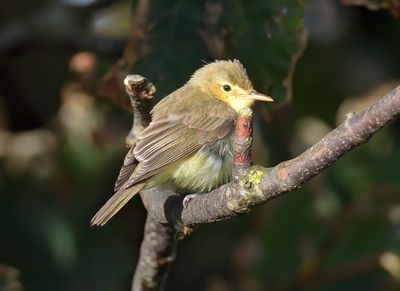 Melodious Warbler