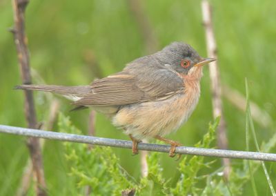Moltoni's Warbler