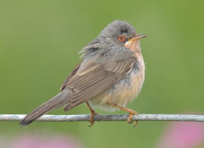 Moltoni's Warbler