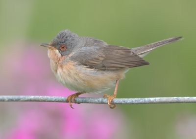 Moltoni's Warbler