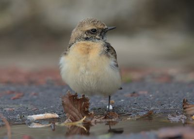 Pied Wheatear