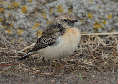 Pied Wheatear