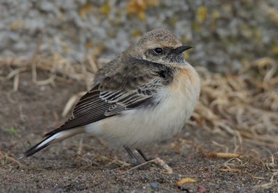 Pied Wheatear