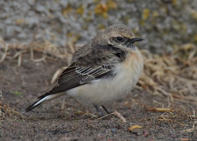 Pied Wheatear