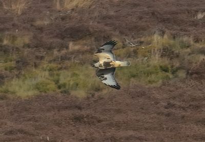 Rough-legged Buzzard