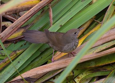 River Warbler