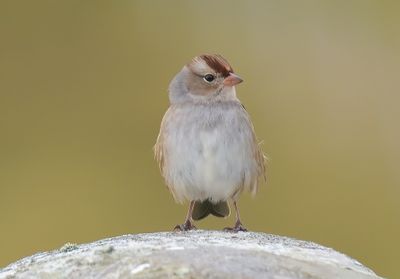 White-crowned Sparrow