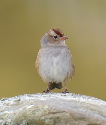 White-crowned Sparrow
