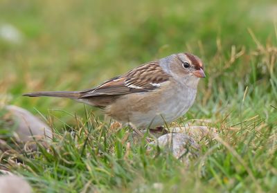 White-crowned Sparrow