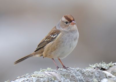 White-crowned Sparrow