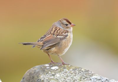 White-crowned Sparrow