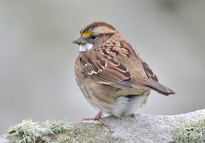 White-throated Sparrow