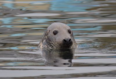 MARINE LIFE