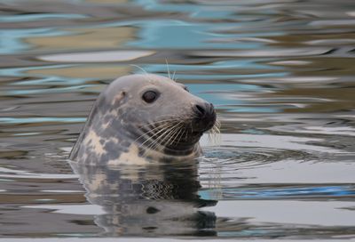 MARINE LIFE