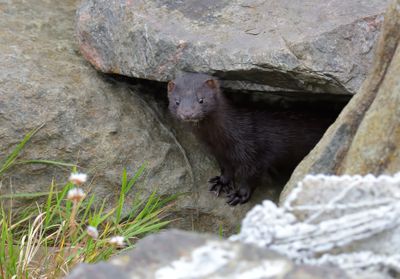Mink