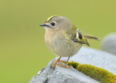 Goldcrest