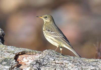 Rock Pipit