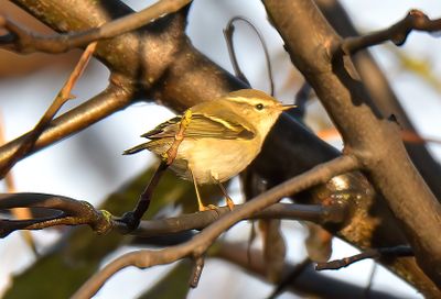 Yellow-browed Warbler