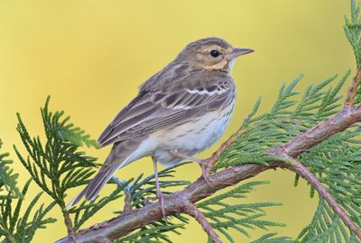Tree Pipit