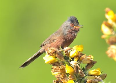 Dartford Warbler