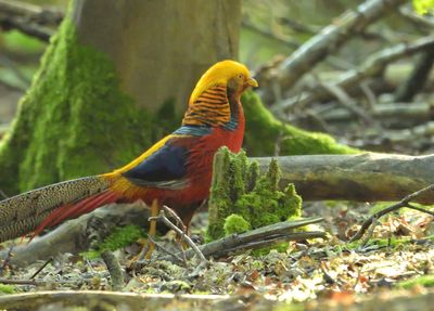 Golden Pheasant