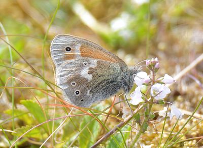 LARGE HEATH