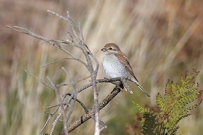 Red-backed Shrike