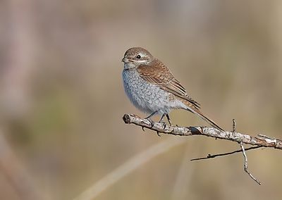 Red-backed Shrike