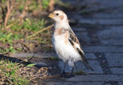Snow Bunting