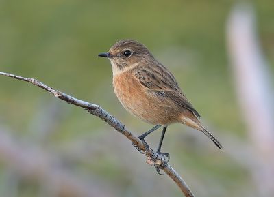 Stonechat