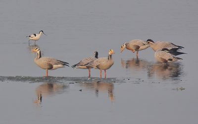 Bar-headed Goose