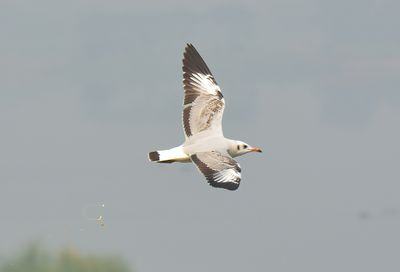 Brown-headed Gull